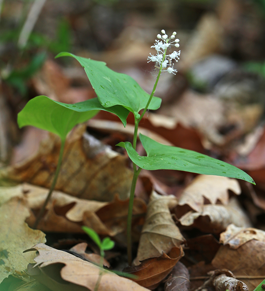 Изображение особи Maianthemum intermedium.