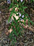 Buddleja alternifolia. Побеги. Волгоград, ул. Городовикова. 08.05.2026.
