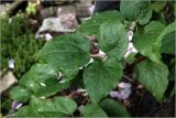 Clematis × jackmanii. Лист. Московская обл., Раменский р-н, окр. дер. Хрипань, садовый участок. 08.06.2026.