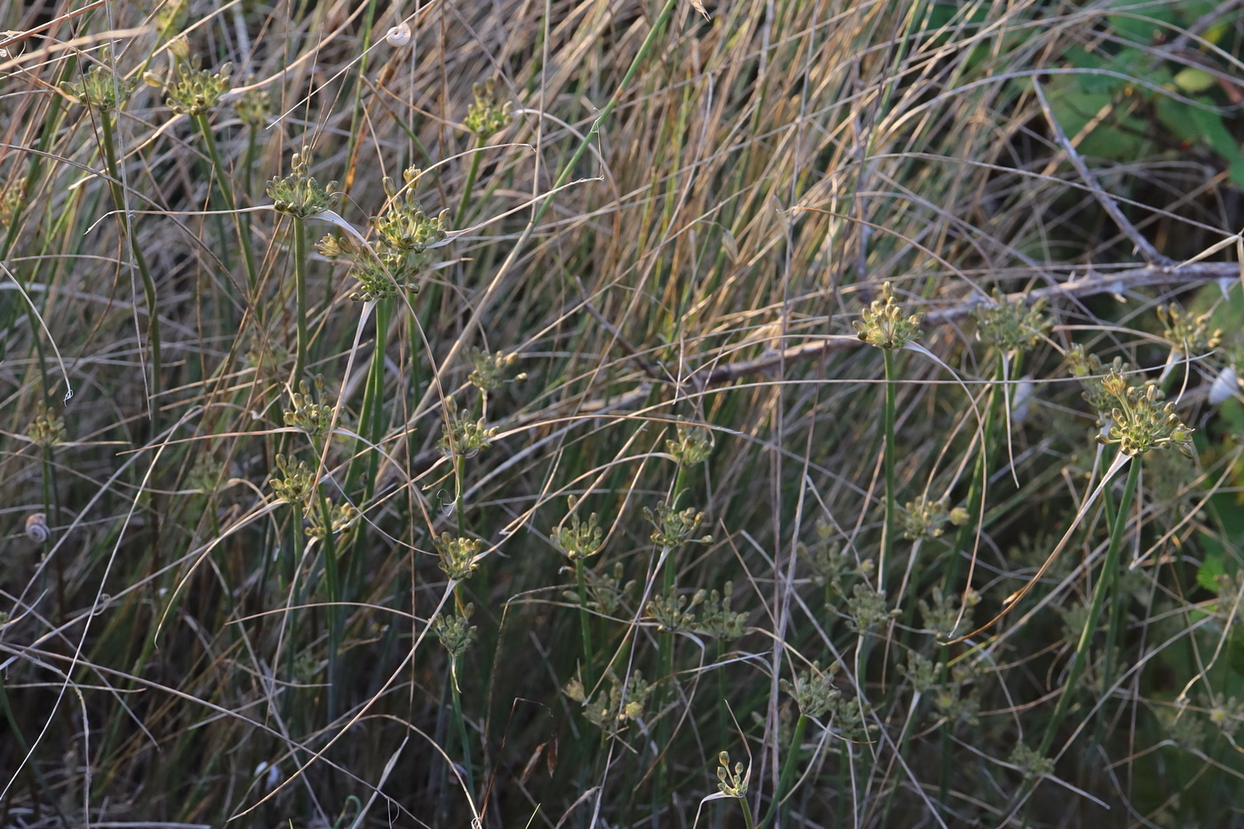 Image of Allium rupestre specimen.