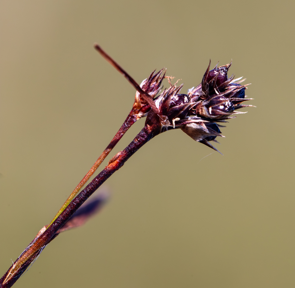 Изображение особи Luzula multiflora ssp. sibirica.
