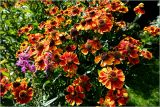 Helenium autumnale. Цветущее растение. Московская обл., Раменский р-н, окр. дер. Хрипань, садовый участок. 20.08.2026.