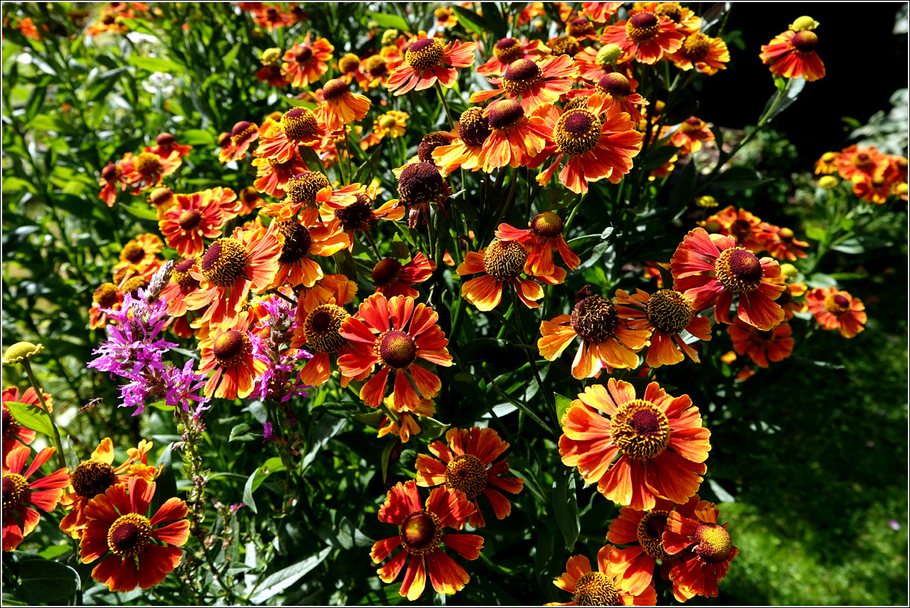 Image of Helenium autumnale specimen.