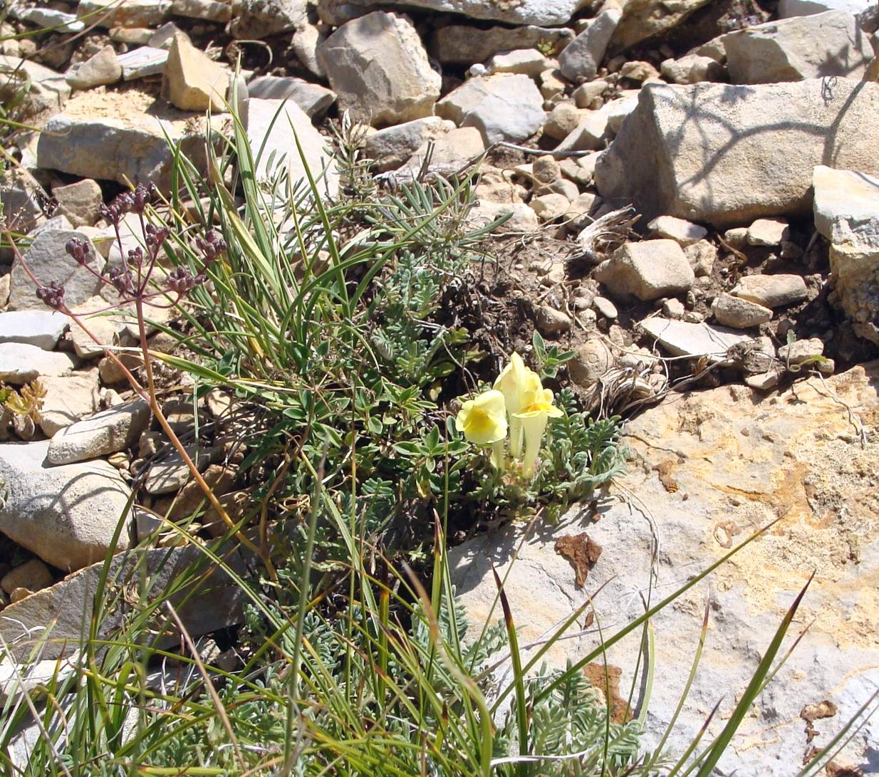 Изображение особи Scutellaria grossheimiana.