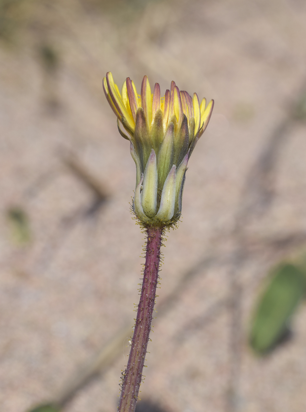 Изображение особи Sonchus bulbosus.