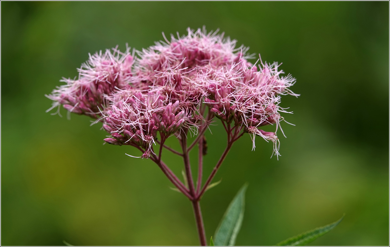 Image of Eupatorium purpureum specimen.