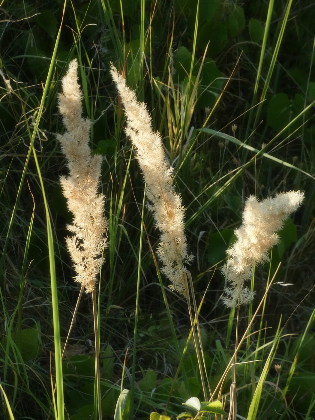 Изображение особи Calamagrostis epigeios.