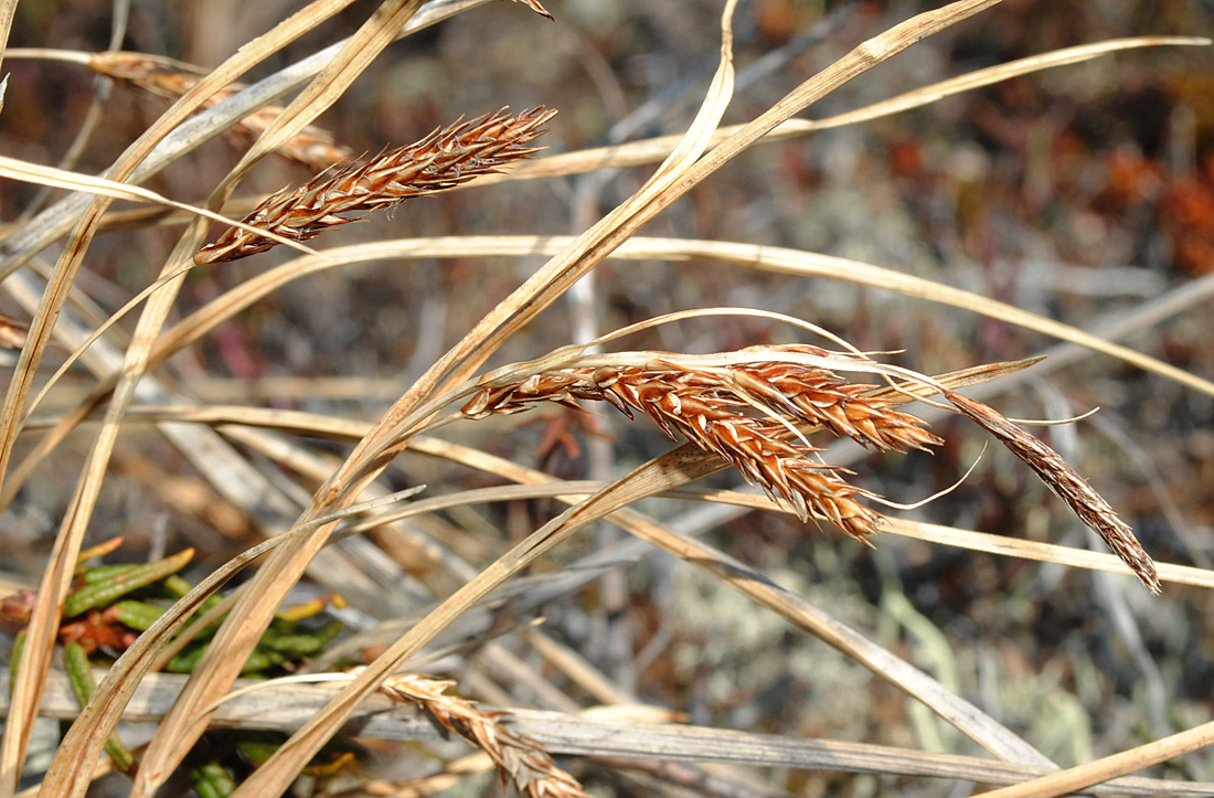 Изображение особи Carex recta.