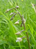 Epipactis palustris