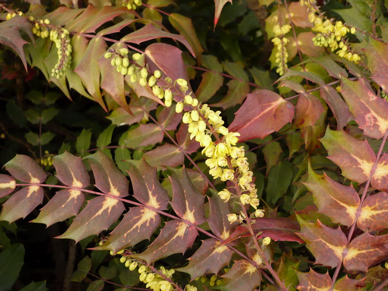 Image of Mahonia bealei specimen.