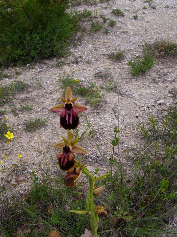 Изображение особи Ophrys mammosa.