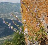 Campanula pyramidalis. Цветущее растение. Черногория, Острог. 03.07.2011.