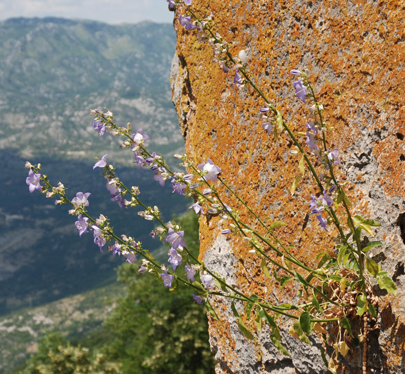 Image of Campanula pyramidalis specimen.