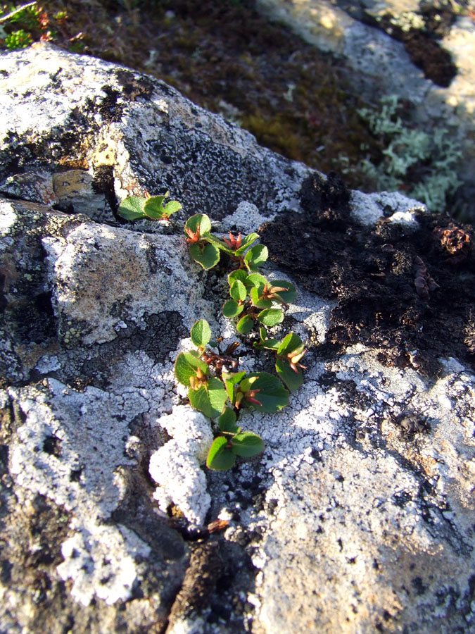 Изображение особи Salix herbacea.