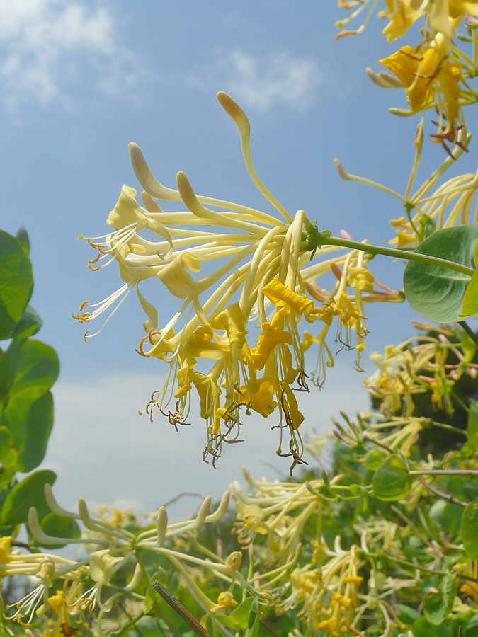 Image of Lonicera etrusca specimen.