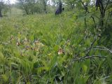 Cypripedium calceolus