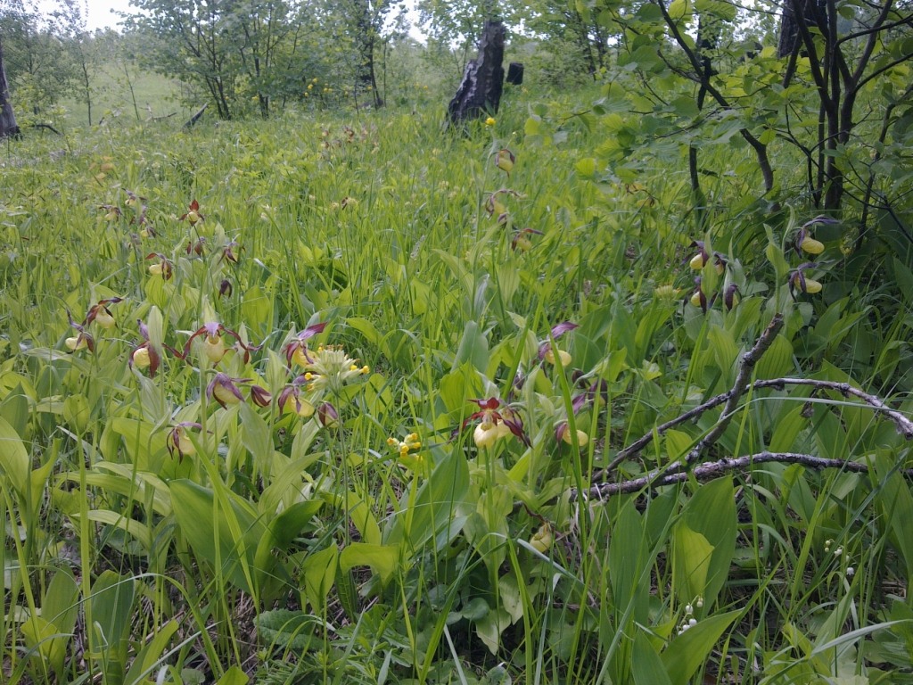 Изображение особи Cypripedium calceolus.