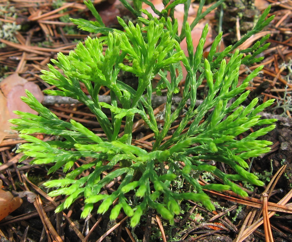 Image of Diphasiastrum tristachyum specimen.