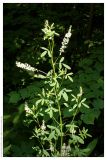 Melilotus albus