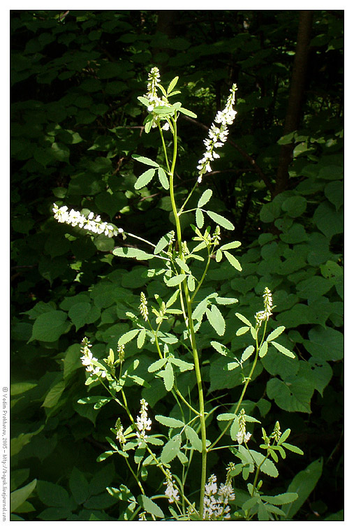 Изображение особи Melilotus albus.