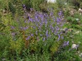 Nepeta sibirica