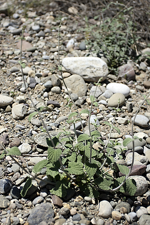 Изображение особи Nepeta olgae.