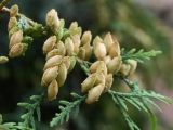 Thuja occidentalis