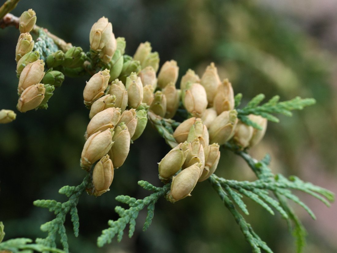 Image of Thuja occidentalis specimen.