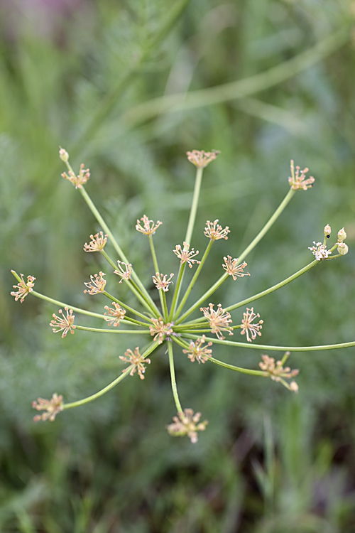 Image of genus Prangos specimen.