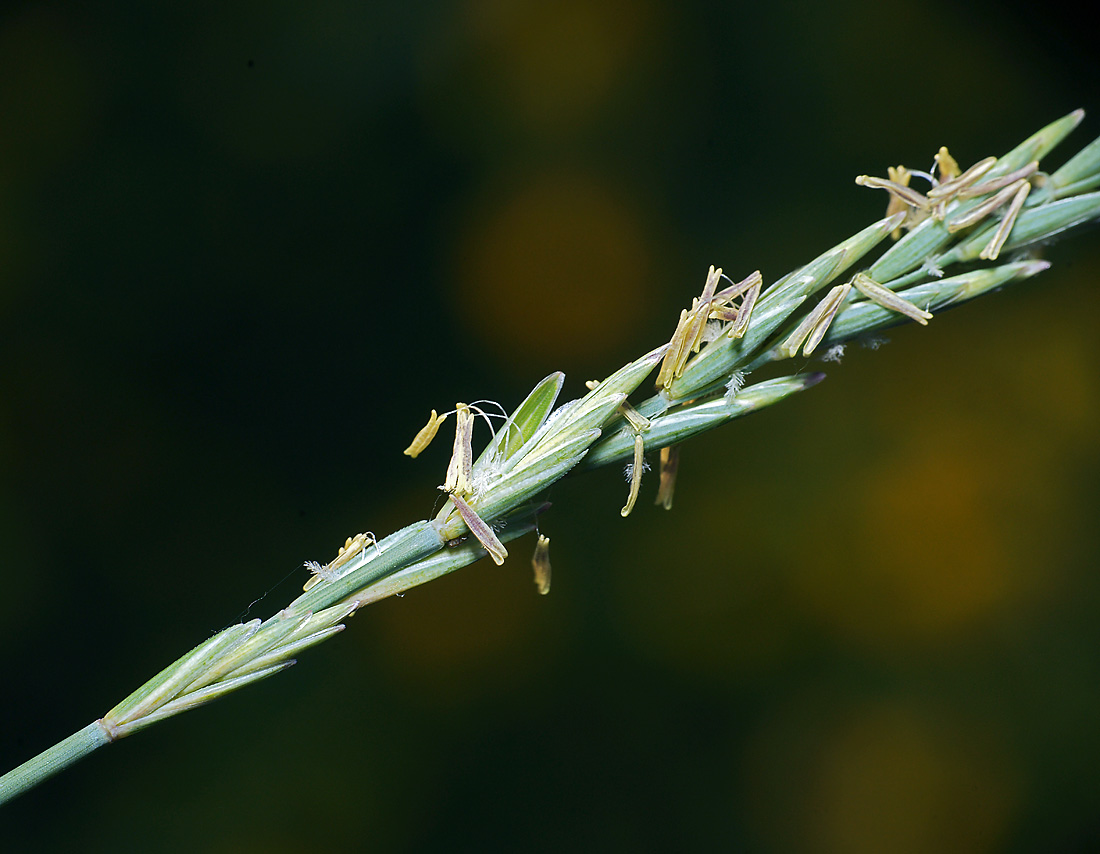 Image of Elytrigia repens specimen.