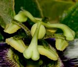 Passiflora edulis. Тычинки и пестик. Израиль, Шарон, пос Кфар Шмариягу, в культуре. 20.10.2013.