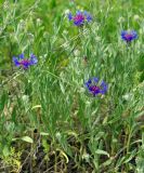 Centaurea depressa