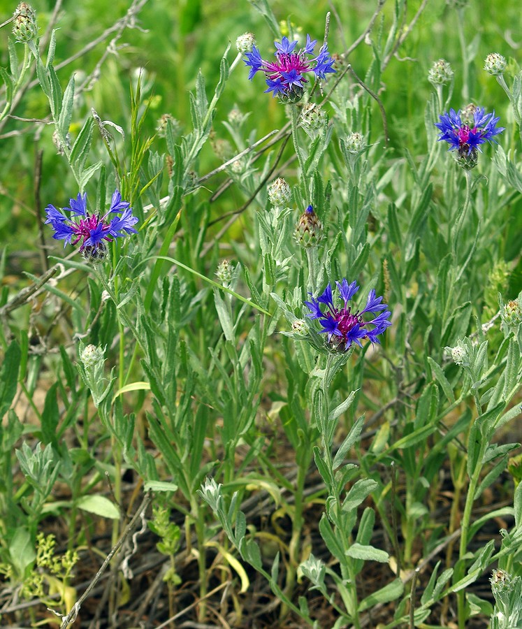 Image of Centaurea depressa specimen.