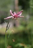 Lilium pilosiusculum