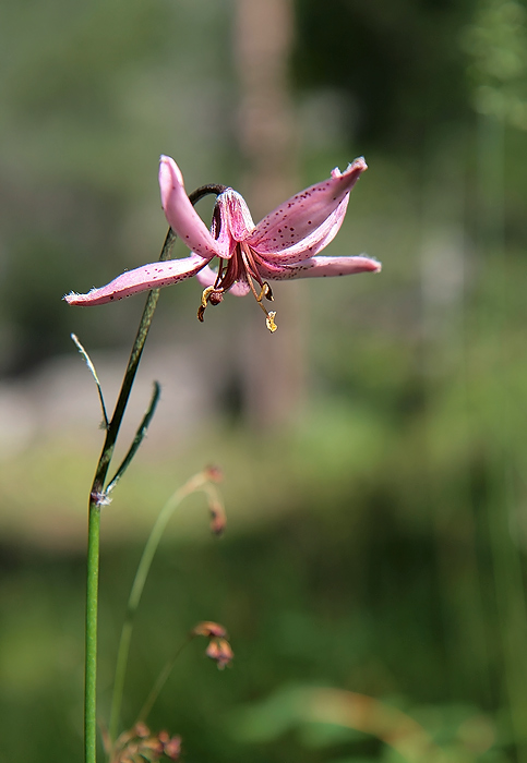 Изображение особи Lilium pilosiusculum.
