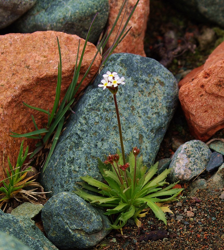 Image of Androsace septentrionalis specimen.