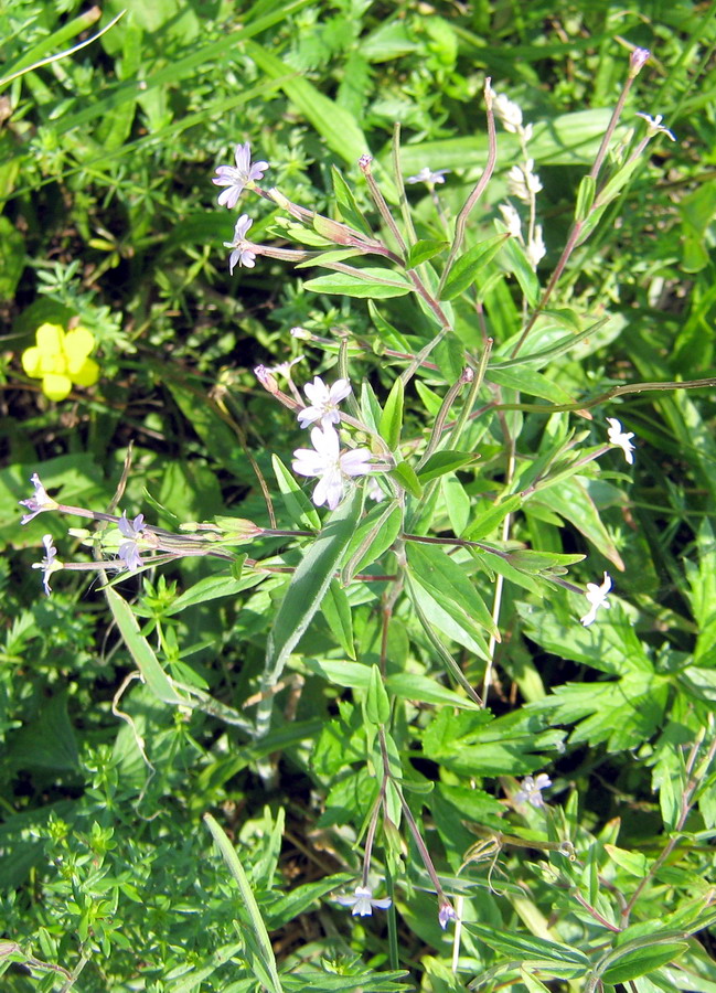 Image of genus Epilobium specimen.