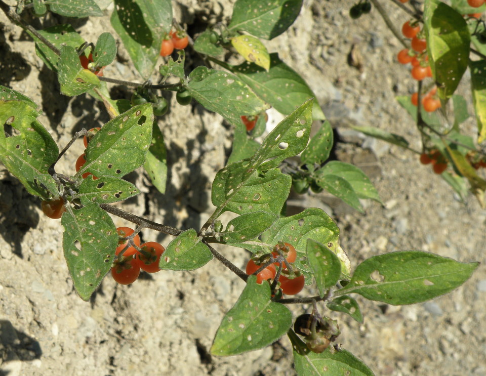 Image of Solanum woronowii specimen.
