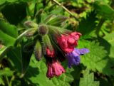 Pulmonaria mollis