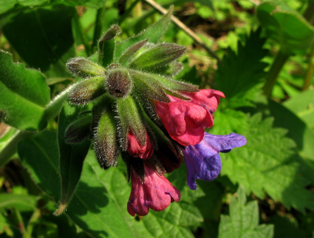 Изображение особи Pulmonaria mollis.