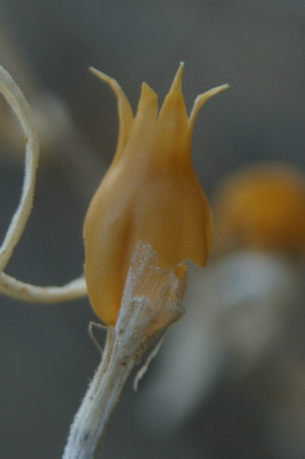 Image of Silene syreistschikowii specimen.