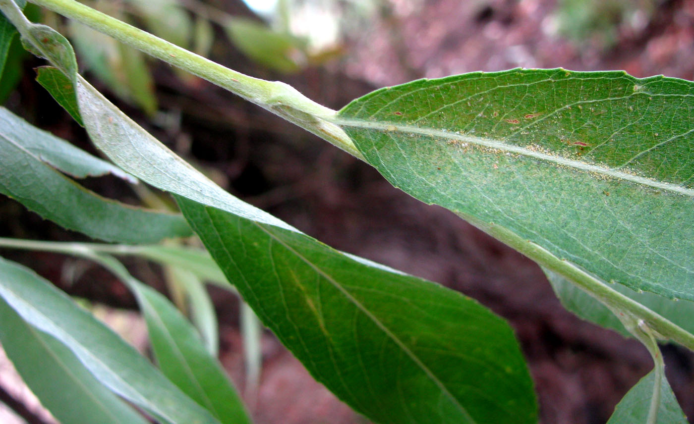 Изображение особи Salix &times; fragilis.