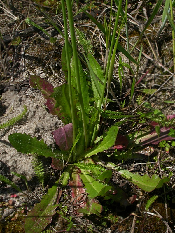 Image of Hypochaeris radicata specimen.