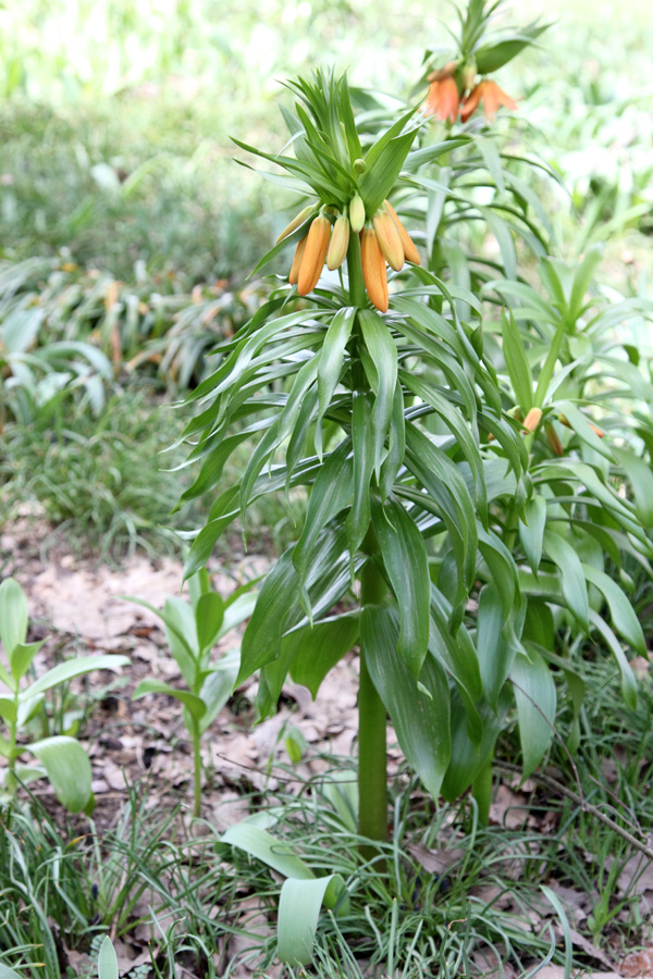 Image of Fritillaria eduardii specimen.