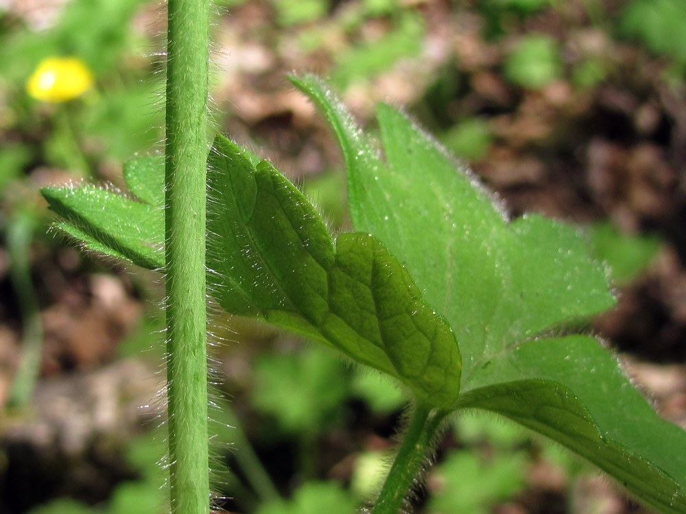 Image of Ranunculus constantinopolitanus specimen.