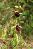 Ophrys mammosa. Верхушка цветущего растения. Крым, предгорья, овр. Ай-Тодор-Дере. 5 мая 2012 г.