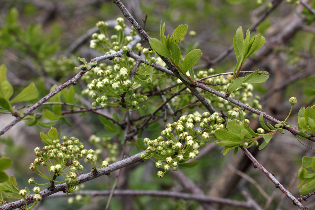Image of Spiraea hypericifolia specimen.