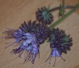Phacelia tanacetifolia