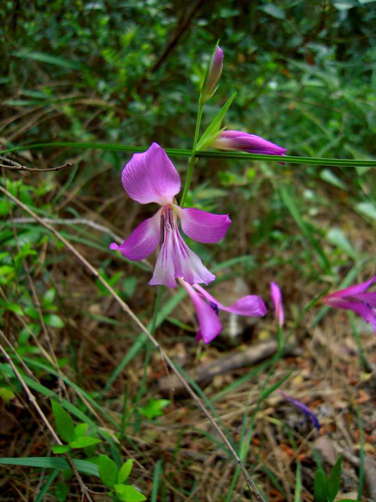 Image of Gladiolus italicus specimen.