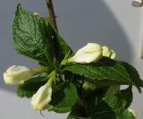 Weigela florida. Бутоны и листья (белоцветковая форма). Германия, г. Кемпен, в культуре. 19.05.2012.